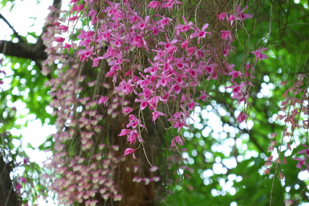 嘉義公園石斛蘭盛開