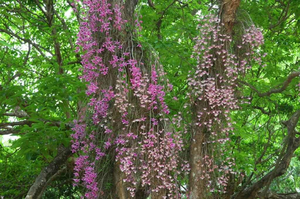 嘉義公園石斛蘭盛開