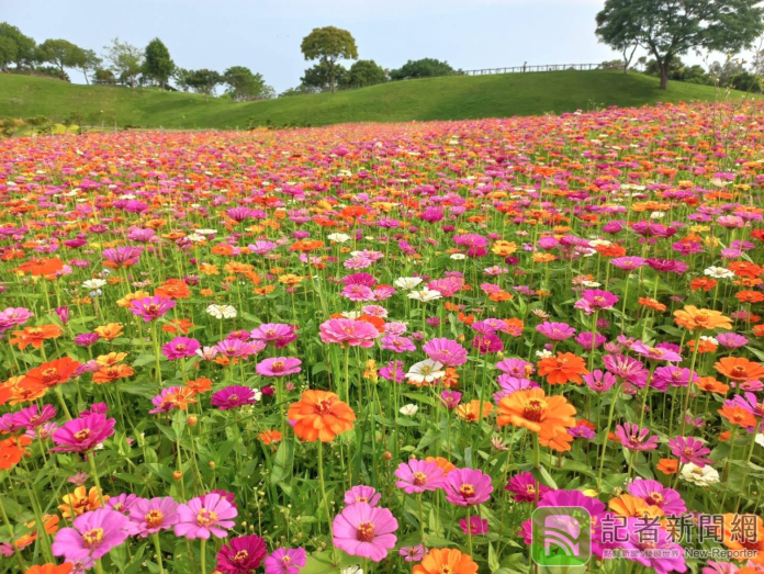 台中后里環保公園賞花趣 繽紛花海恣意徜徉