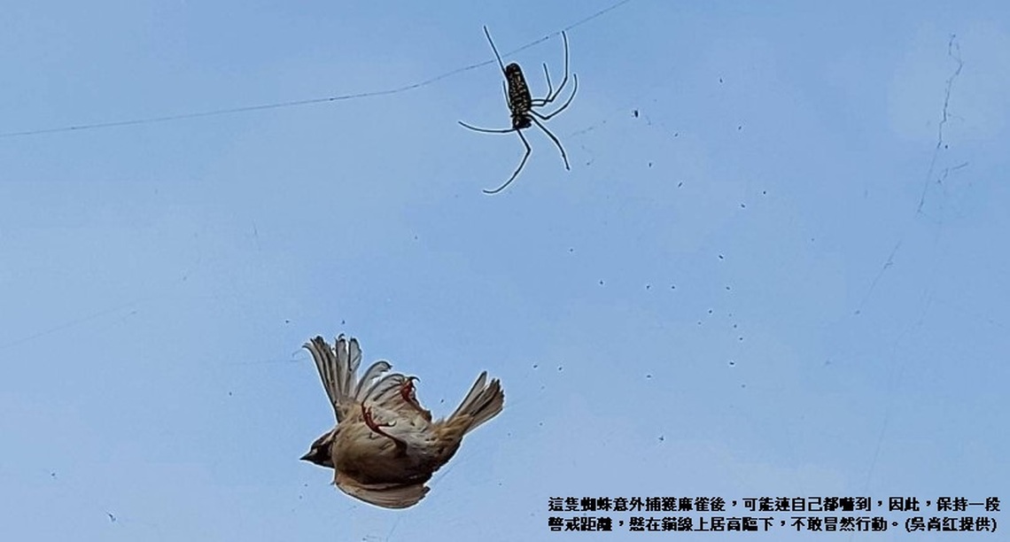 難得一見的麻雀誤中蜘蛛網落難記