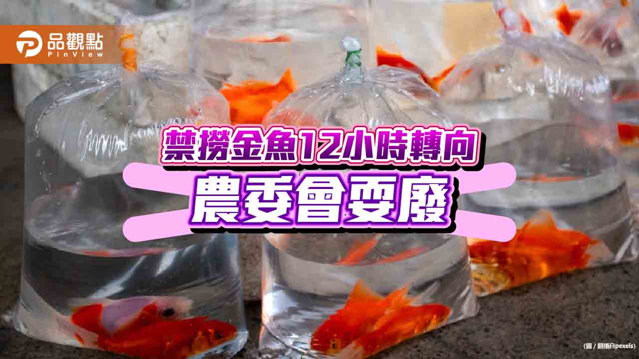 夜巿撈金魚,政策12小時變變變