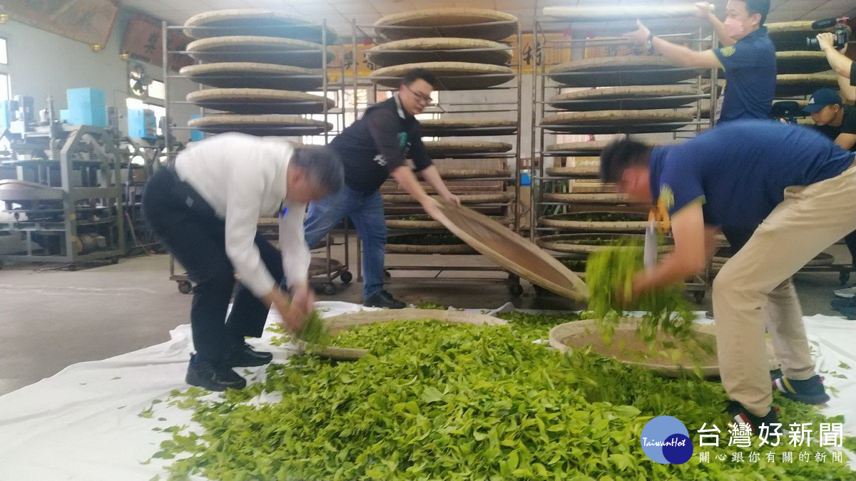 柯文哲體驗茶菁浪茶等製茶過程。（簡千翔服務處提供）