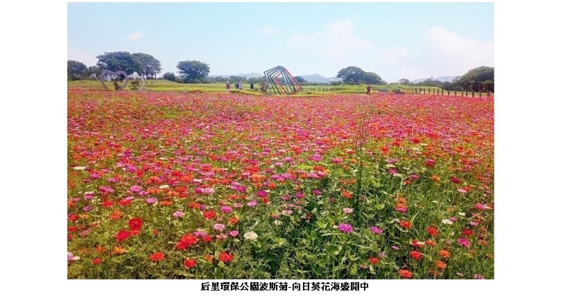 台中賞花必訪! 后里環保公園波斯菊、向日葵花海盛開中