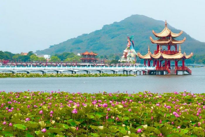 蓮池潭蓮花盛開! 左營賞花拍照散步小旅行