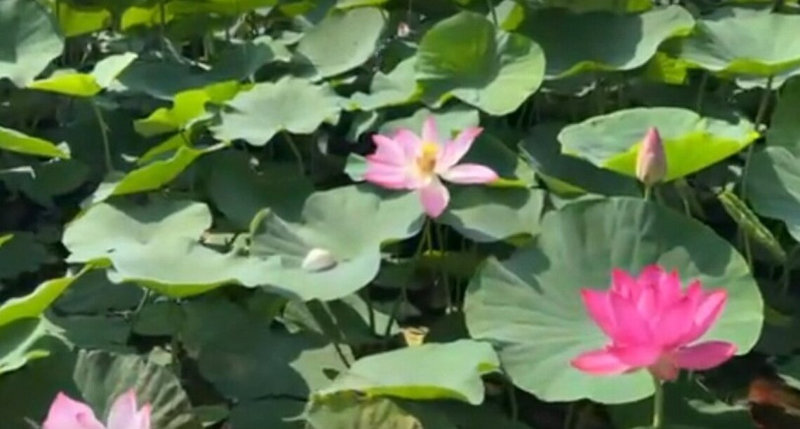 台南白河缺工 蓮花栽種少4成
