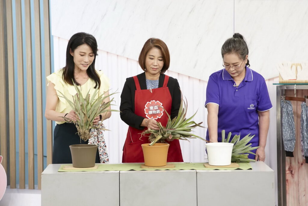 ▲慈惠善導書院的「愛心希望鳳梨」,每一顆都是由孩子們靠自己雙手辛苦栽種。