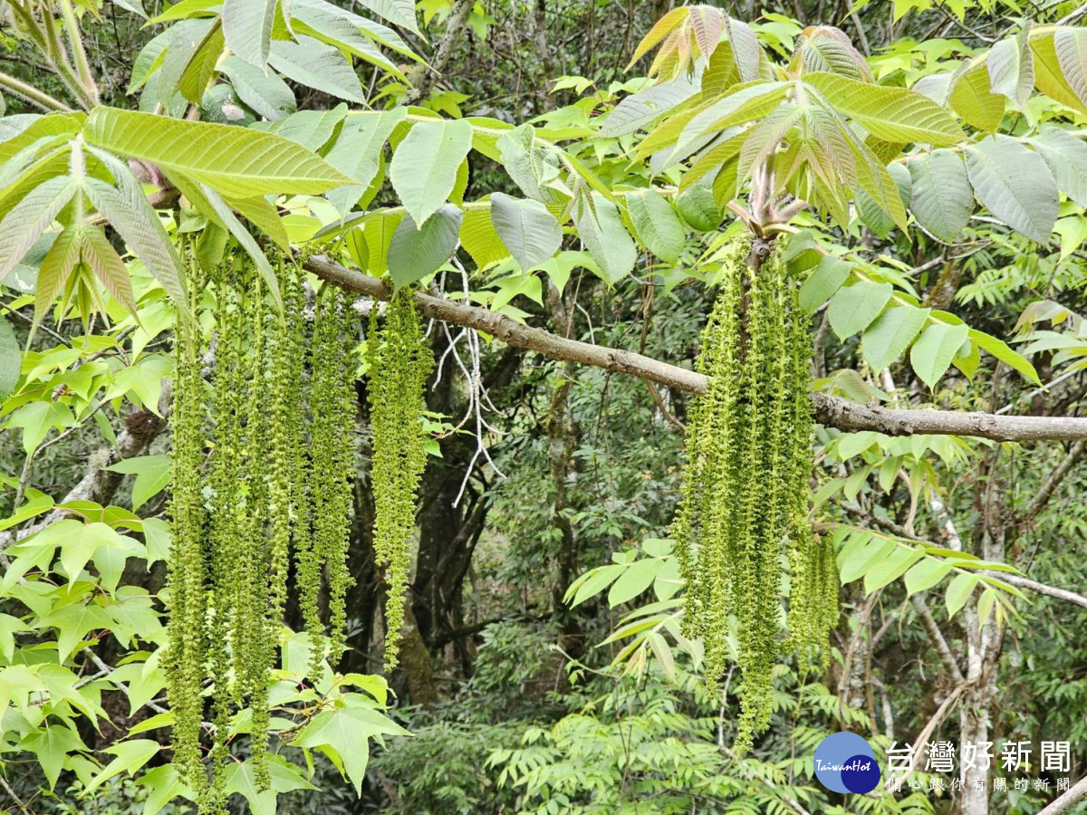 臺灣胡桃開花時，雄花呈現類似懸垂穗狀的葇荑花序，猶如「清湯掛麵」般的長麵條。