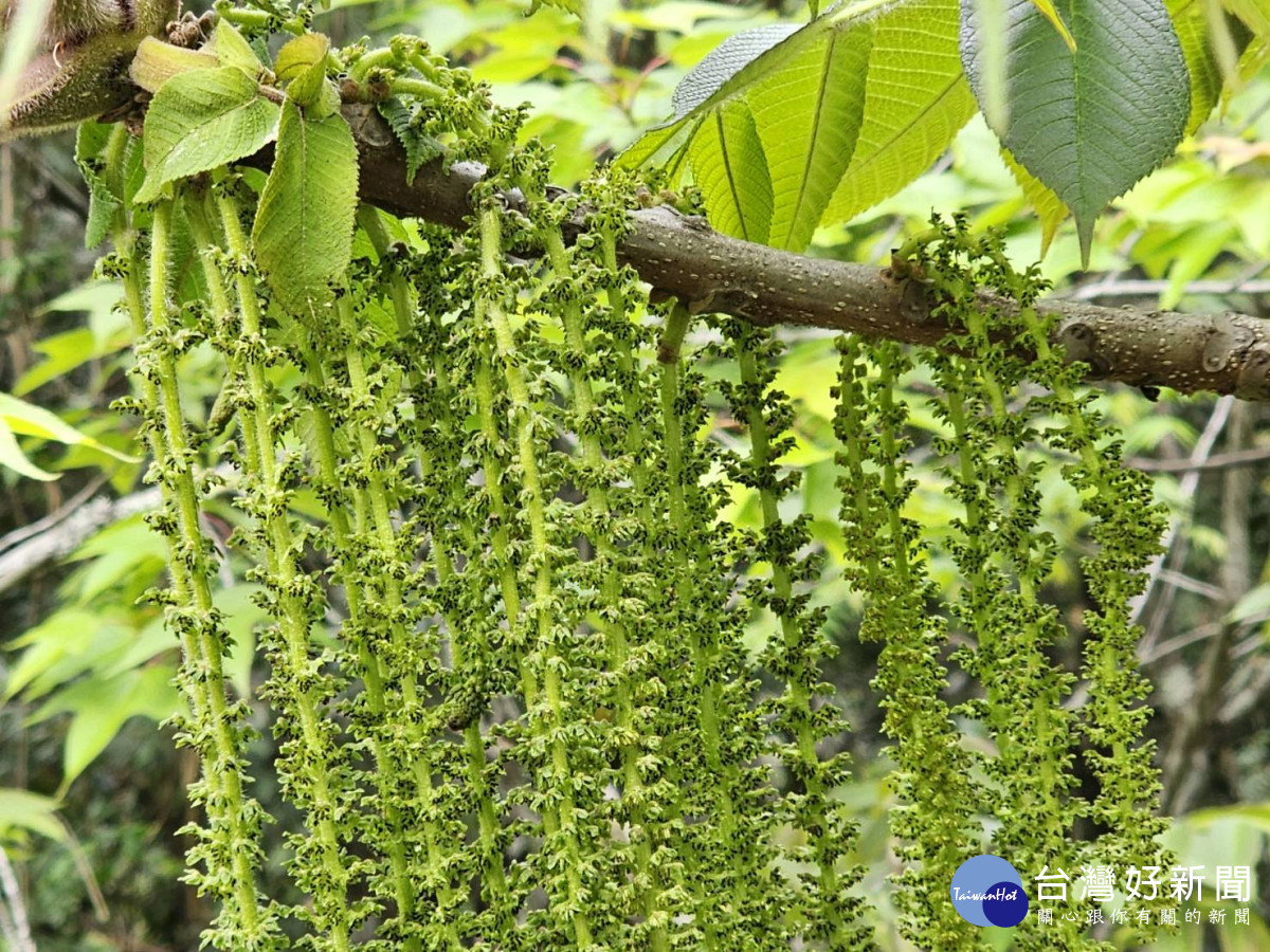 臺灣胡桃開花時,雄花呈現類似懸垂穗狀的葇荑花序,猶如「清湯掛麵」般的長麵條。