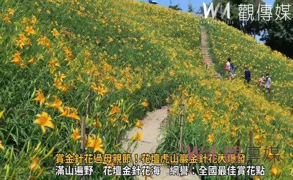 影／太美了！賞金針花過母親節！花壇虎山巖金針花大爆發