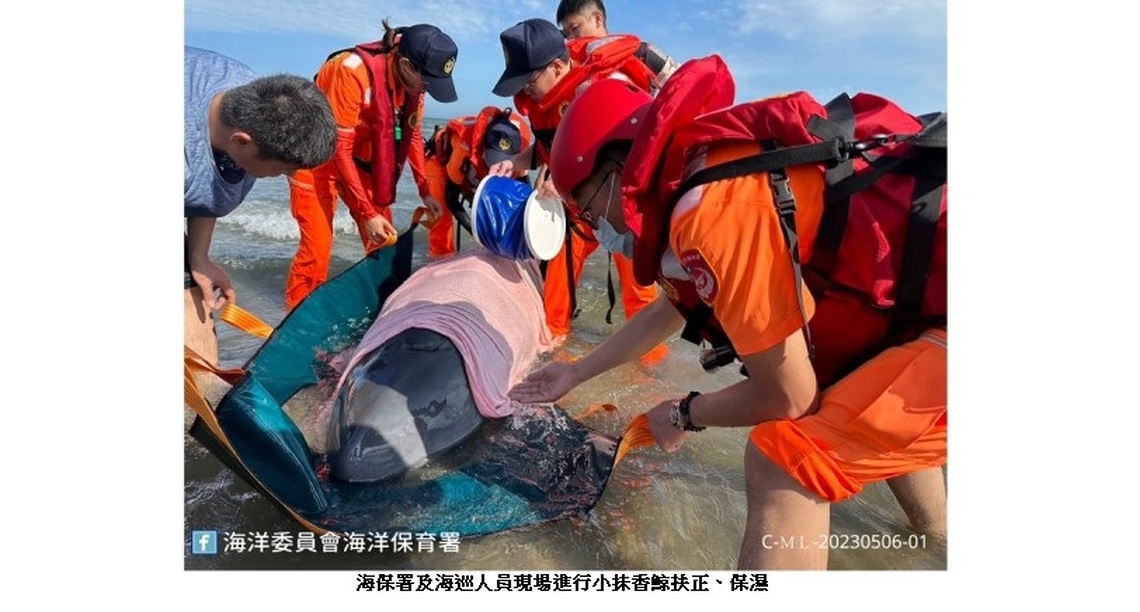 擱淺苗栗出水里沙灘活體小抹香鯨 後送基隆八斗子岸置中心搶救中