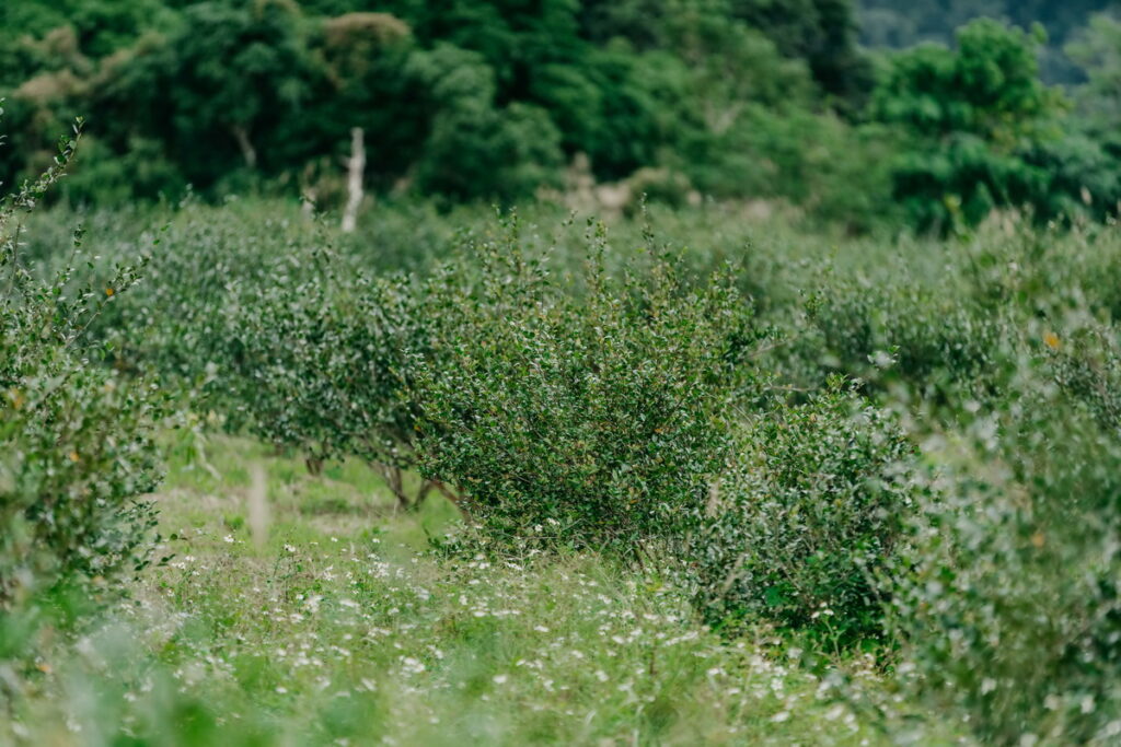 茶籽堂宜蘭朝陽社區契作苦茶樹農地
