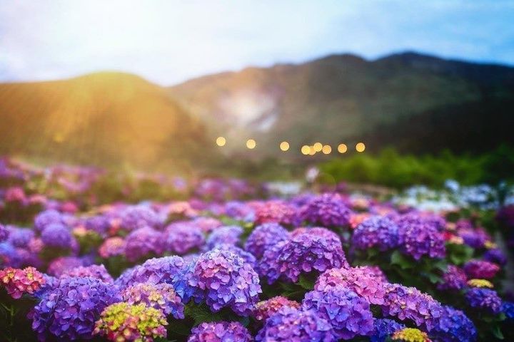 繡球花季期間遊陽明山,放眼望去紫色花海真是美極了。 圖:臺北市政府觀光傳播局/提供