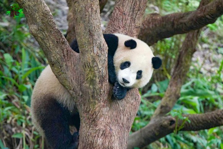 出遊不塞車!三貓套票暢遊「貓纜x動物園x遊園車」限量99元