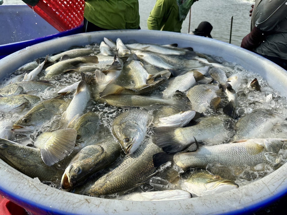 ▲海鱸魚界 LV「黃金海鱸魚」登台。(圖/Amazon International Food Co LTD提供)