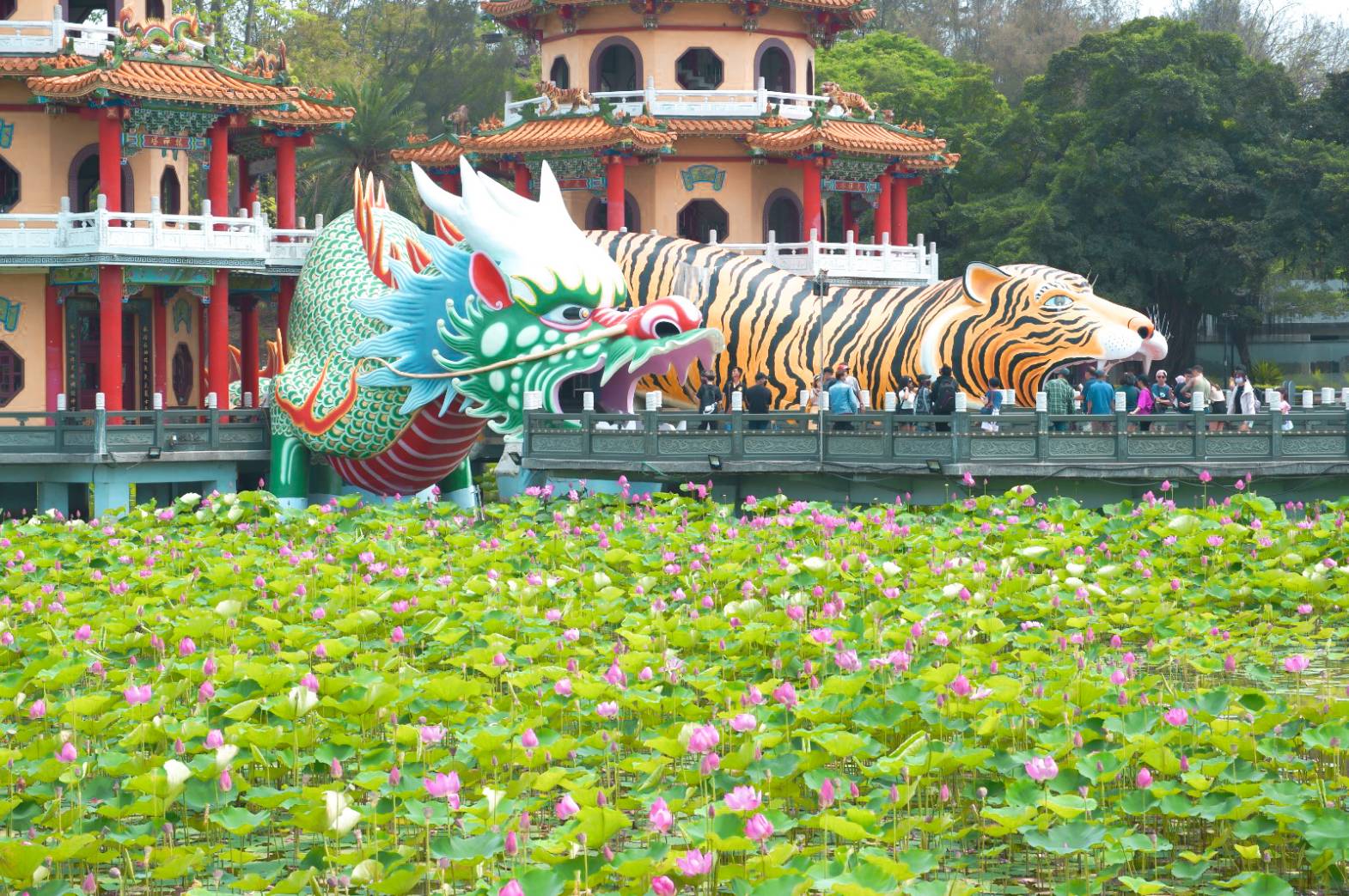 龍虎塔與蓮池潭盛開蓮花。 圖:高雄市政府觀光局/提供