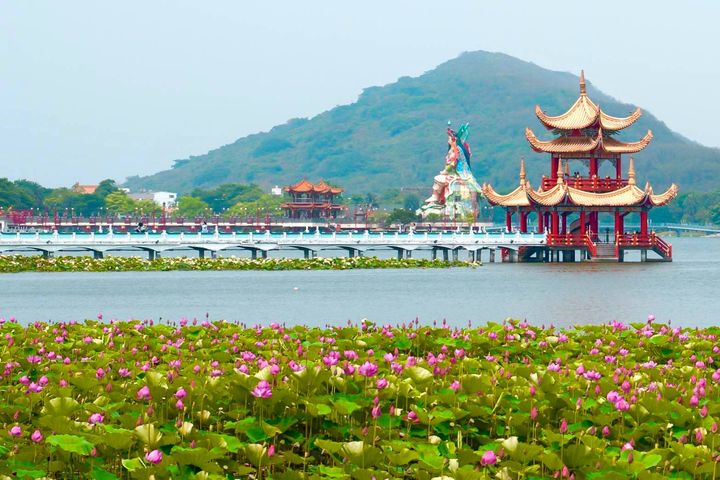 蓮池潭蓮花盛開 左營賞花散步小旅行