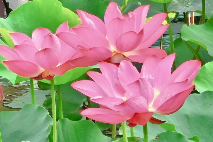 蓮池潭蓮花盛開 左營賞花散步小旅行