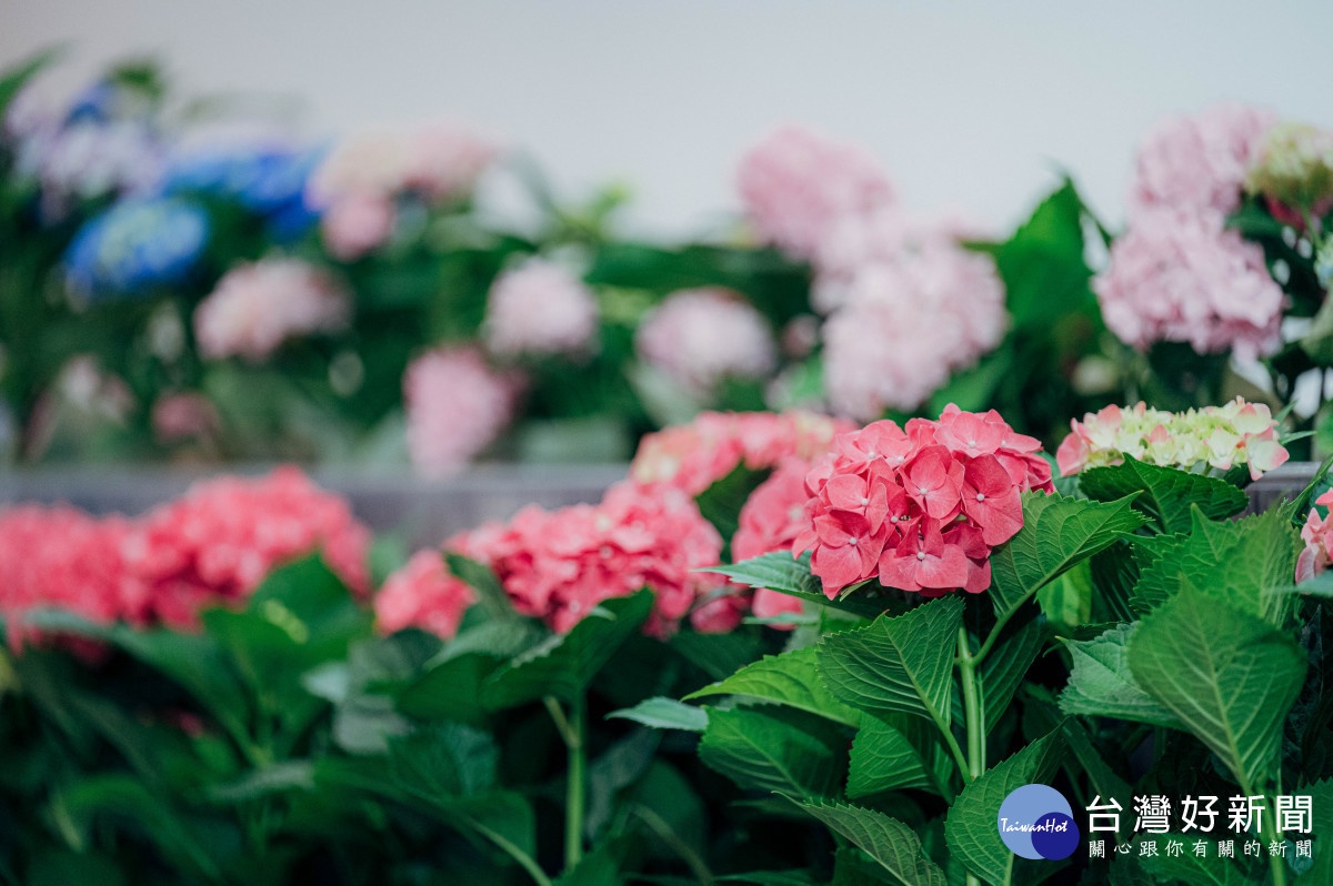 復興區是台灣「繡球花盆花」的發源地。<br /><br /> 