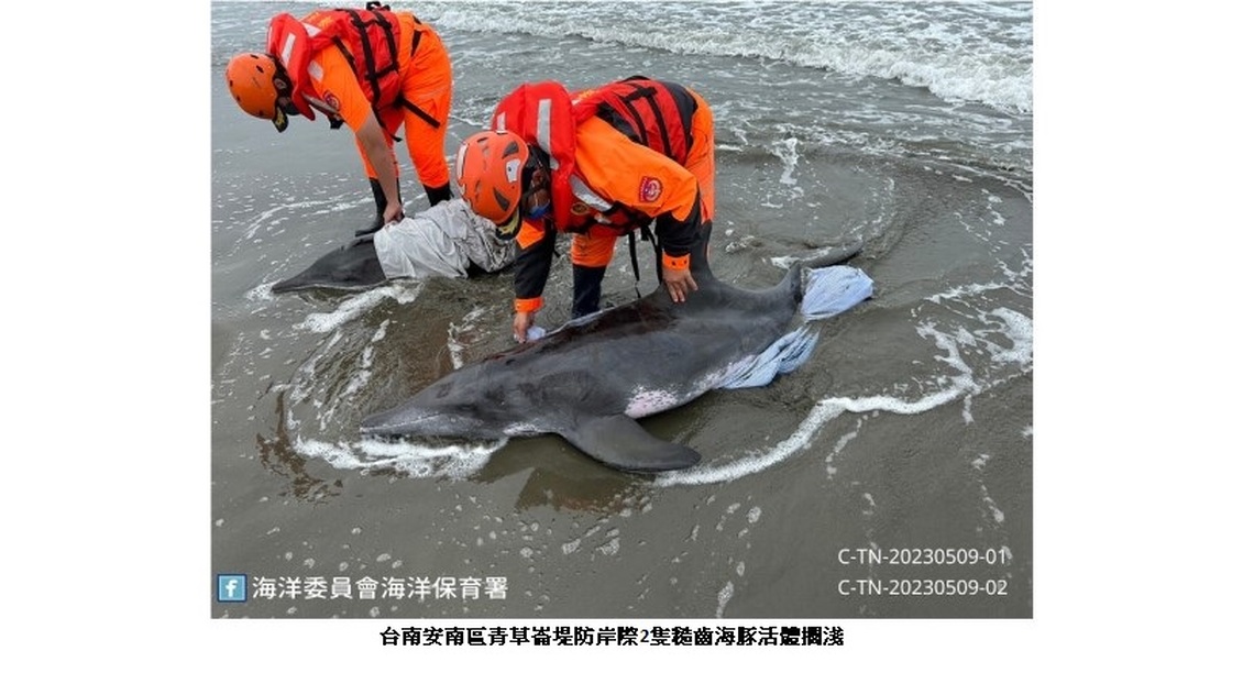 擱淺臺南青草崙堤防2隻活體糙齒豚 後送成大四草搶救站照護中