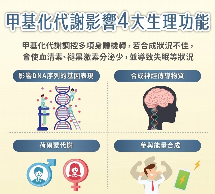 補充B群、葉酸可改善低甲基化
