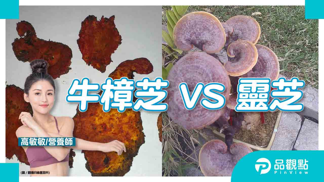 牛樟芝、靈芝分不清楚?一張圖表秒讓你秒懂,這類人最需要吃!