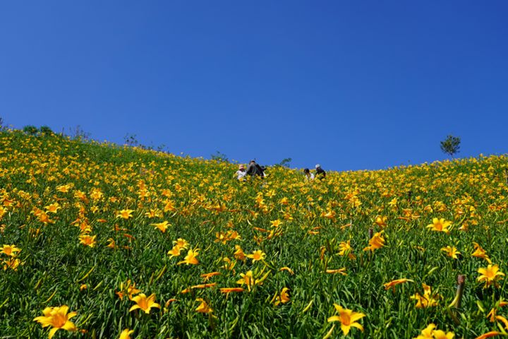 彰化花壇虎山巖金針花開了,被譽為是5月份全國最佳賞花景點。 圖:參山國家風景區管理處/提供