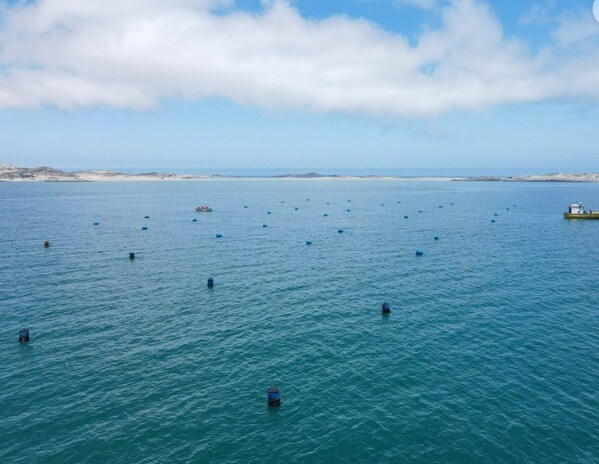 納米比亞海岸的海藻森林開發 納米比亞海岸的海藻森林開發