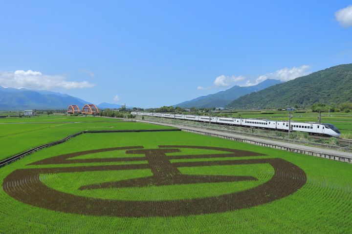 6月中旬稻米收割前,搭乘火車行經玉里-富里段,可看到巨大臺鐵logo彩繪稻田。 圖:交通部臺灣鐵路管理局/提供