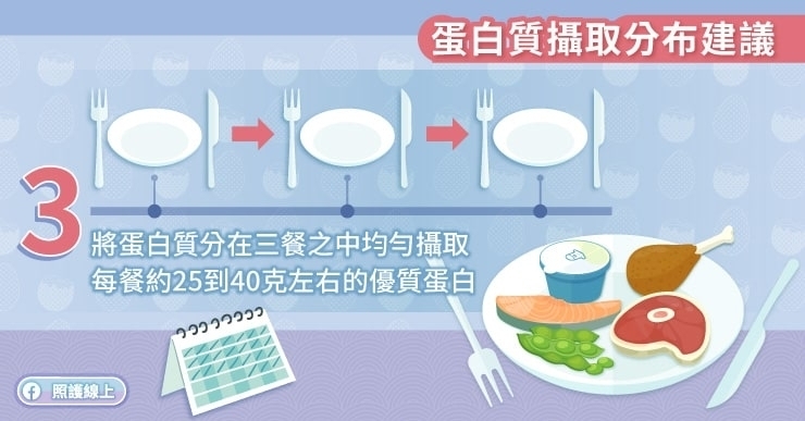 每天蛋白質怎麼分布?