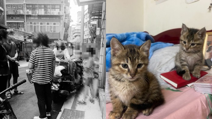 ▲飼主的外籍友人拍下搶貓過程。(翻攝Facebook●【爆料公社】●)
