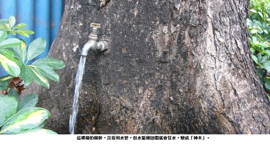 酷到會冒自來水的「神木」