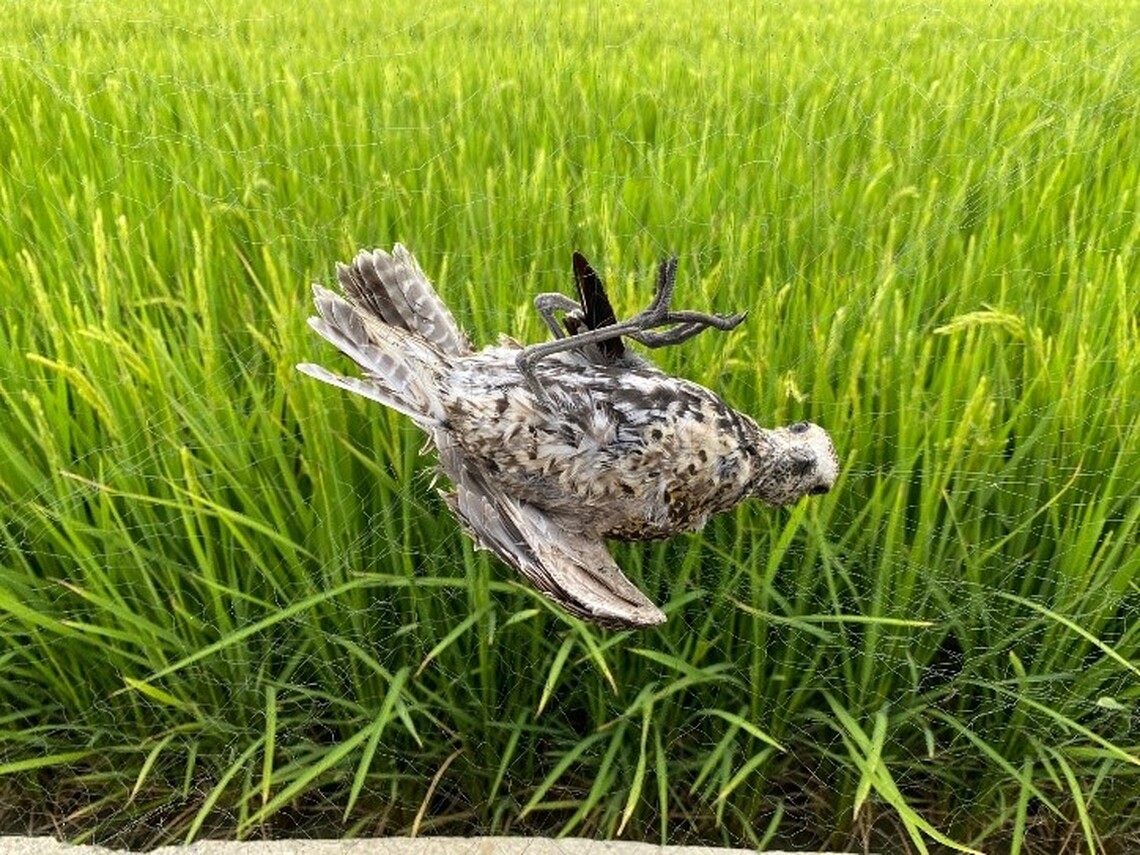 給鳥兒一條生路 嘉義縣政府呼籲農民勿私架鳥網 將面臨6萬元以上30萬元以下罰鍰