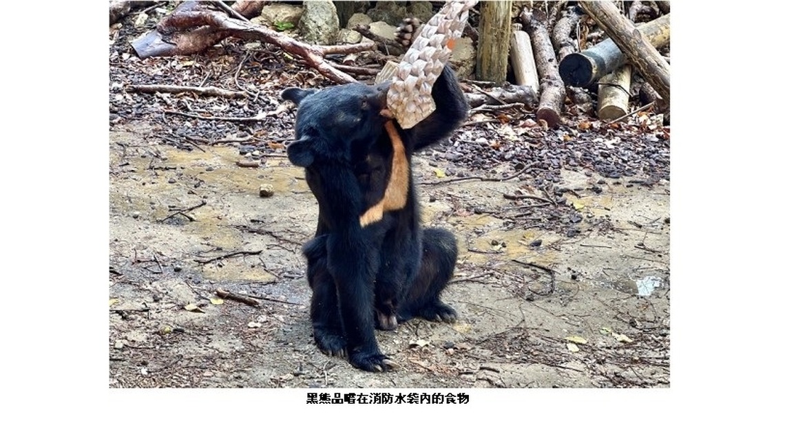 動物環境「熊」促咪 壽山動物園攜手內埔農工設計覓食新玩具