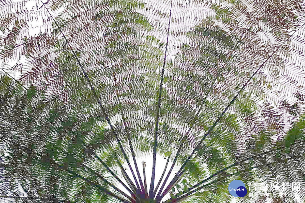 澀水步道蕨類植物(澀水社區提供)-