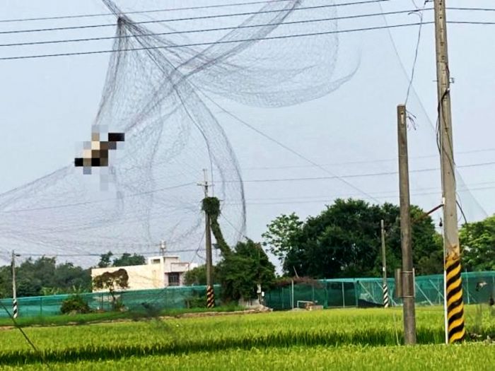 預防鳥隻侵害農作物私架鳥網 農業處籲此舉恐有觸法疑慮