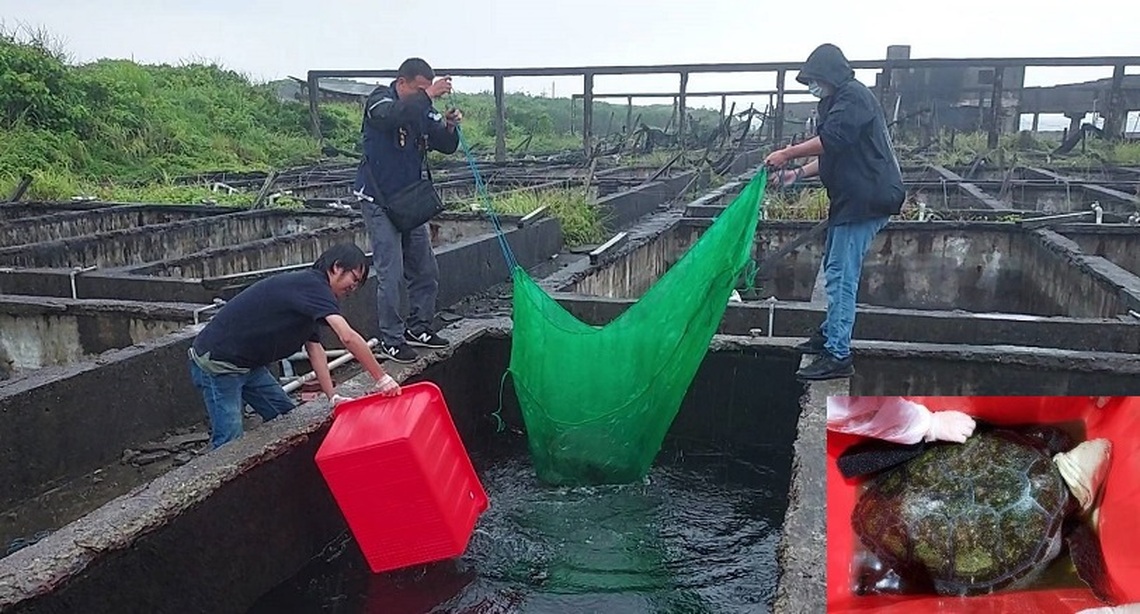 飼養海龜有刑責  最高裁罰100萬