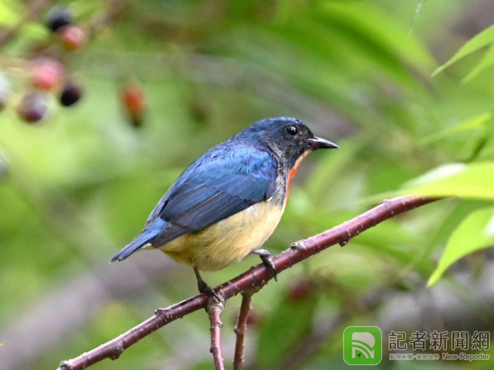 128鳥友齊聚大雪山賞鳥 24小時紀錄132種鳥類