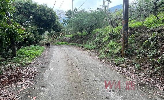 台南市梅嶺風景區驚傳命案 比丘尼陳屍產業道路