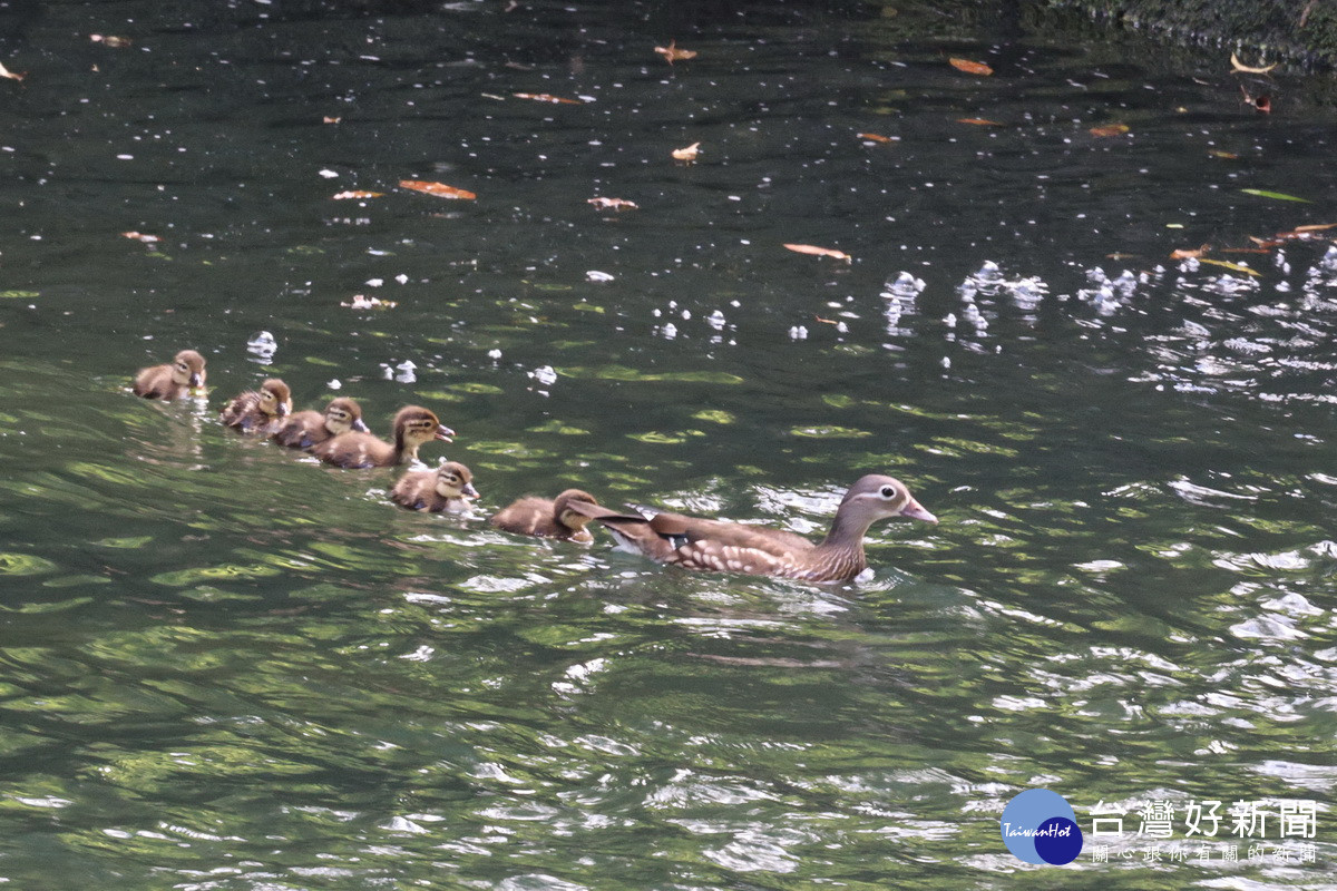 杉林溪創園40年首度發現鴛鴦繁殖。（杉林溪園區提供）