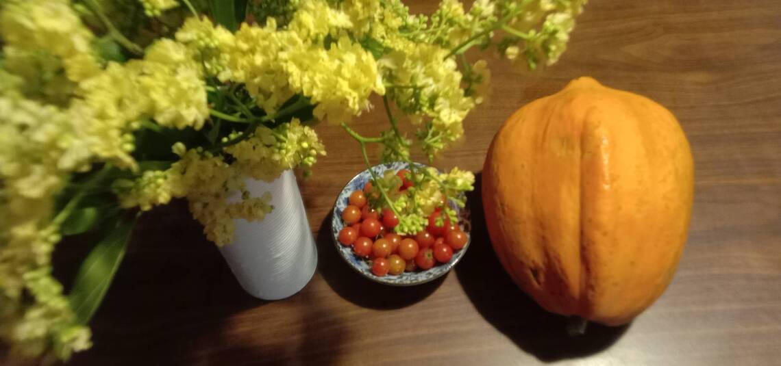 齒葉破布木和破布子不一樣