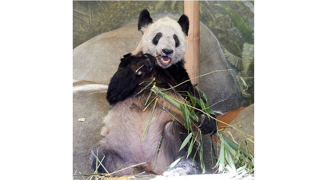 旅居雌性大熊貓丫丫平安回到北京動物園