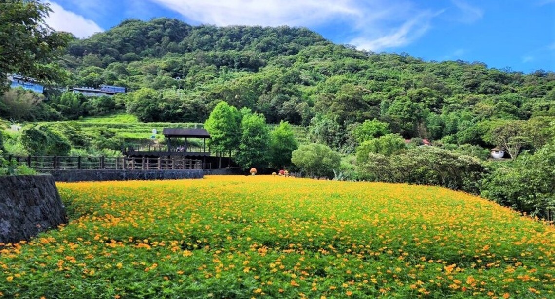 「野性之美」伴貓空  黃波斯菊初夏登台！