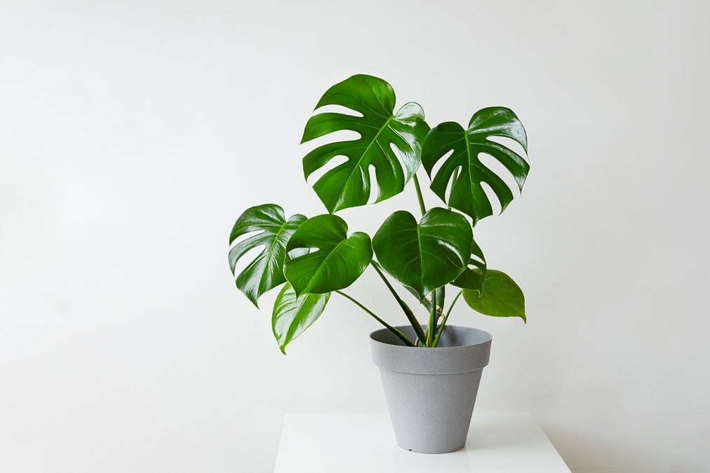 龜背芋(學名:Monstera deliciosa)