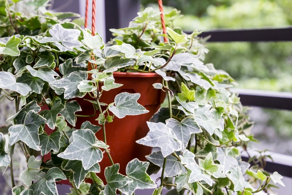 常春藤(學名:Hedera helix)