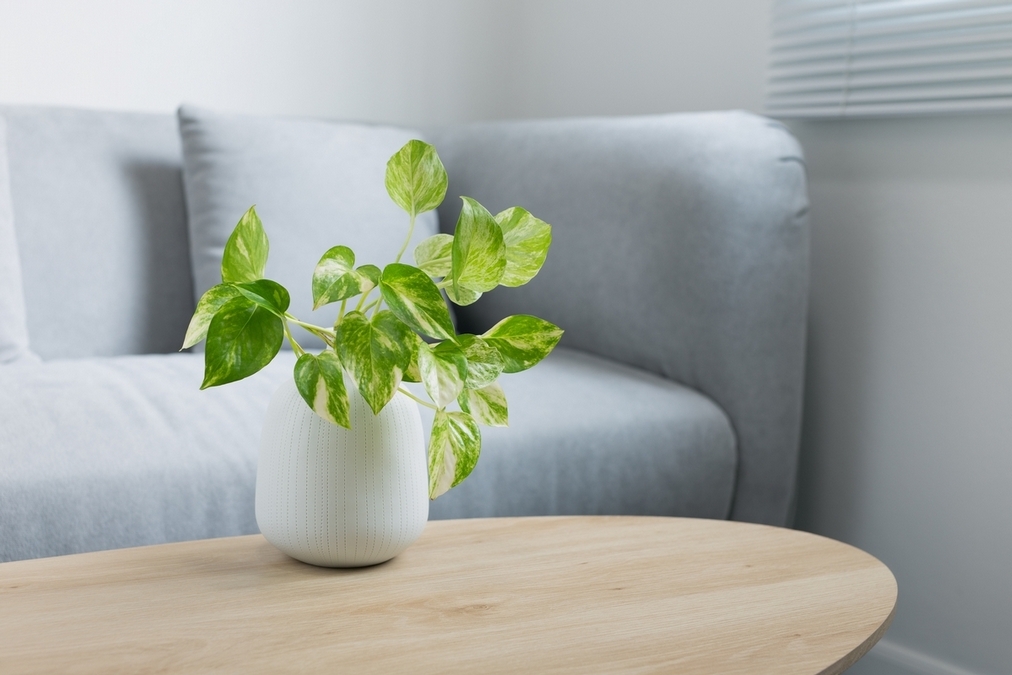 黃金葛(學名:Epipremnum aureum)