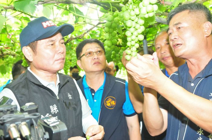 卓蘭鎮果園又見「石葡萄」串成堆 鍾東錦率隊關懷農友
