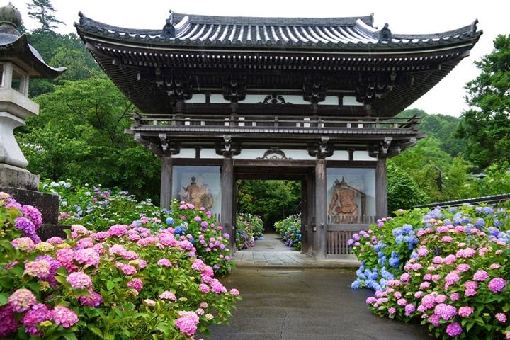 丹州觀音寺境內擁有約1萬株繡球花,各色花海相互爭艷。 圖:京都府/來源