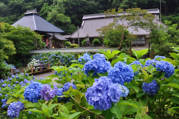 日本京都6月必去!戀愛加持、打卡必拍繡球花寺4選