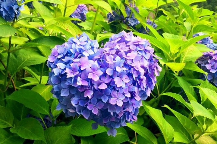 日本京都6月必去!戀愛加持、打卡必拍繡球花寺4選