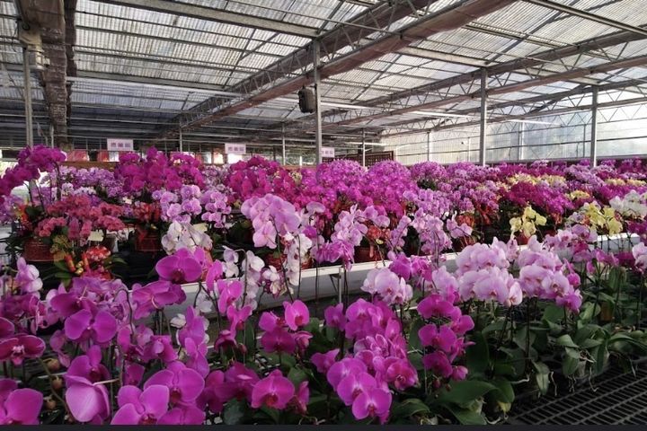 蘭園內花團錦簇,展現各種蝴蝶蘭風情。 圖:潭子觀光蘭園/提供
